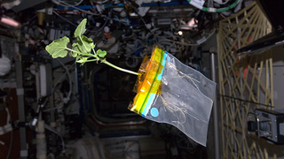 Listen to the radio diary of a zucchini plant aboard the ISS